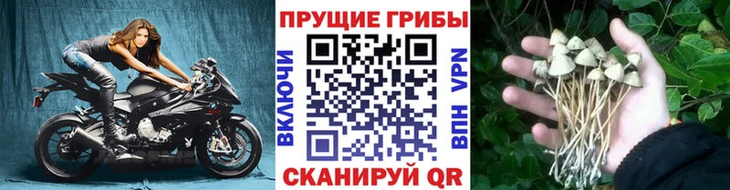 ссылка на мегу ССЫЛКА как найти наркотики Хилок Галлюциногенные грибы Psilocybine cubensis